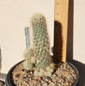 Sneed's Pincushion Cactus Live Plant - Escobaria sneedii var. sneedii - Succulent Cactus for Indoor or Outdoor Gardens