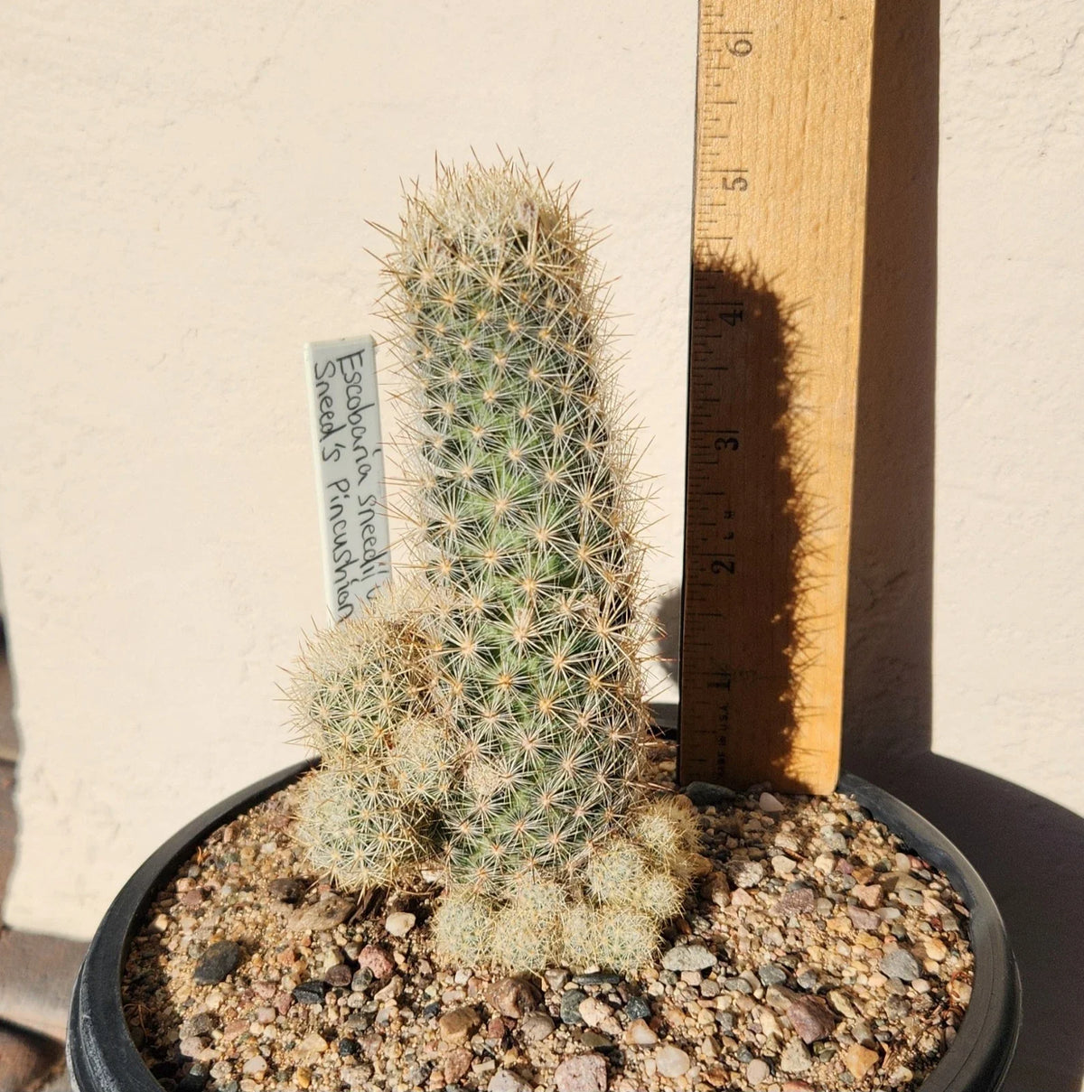 Sneed's Pincushion Cactus Live Plant - Escobaria sneedii var. sneedii - Succulent Cactus for Indoor or Outdoor Gardens