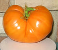 Amana Orange Tomato Seeds - 10+ Heirloom Seeds - Organic, Non-GMO, Rare Variety - Solanum lycopersicum