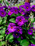 Lycianthes rantonnetii Plants - 8" Tall Kangaroo Apple, Set of 2, 4" Pot Size, Ornamental Foliage, Easy Care