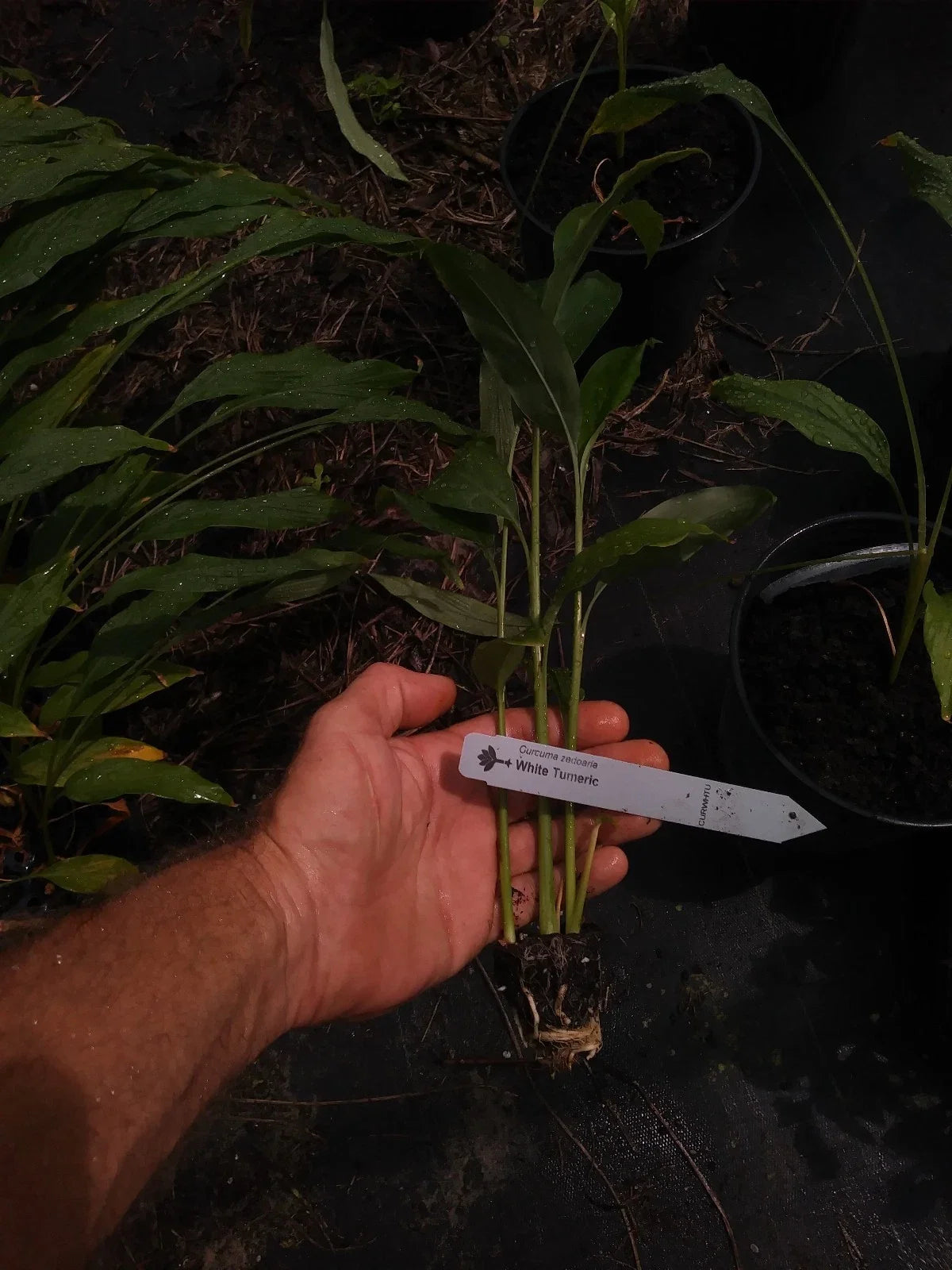 White Turmeric Plant - Curcuma longa - 4 Inch Roots - Edible, Pesticide-Free, Non-GMO, Rare Perennial for Culinary Use