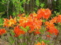 Aromi Azalea Starter Plant - Frontier Gold Variety - Rhododendron Deciduous - Dormant Small Plant