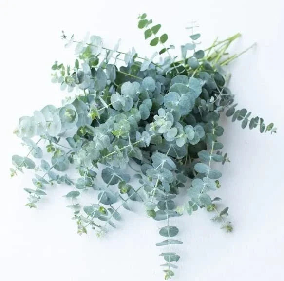 Baby Blue Eucalyptus Seeds for Planting, 10 Seeds, Ideal for Cut Flower Bouquets, Eucalyptus globulus