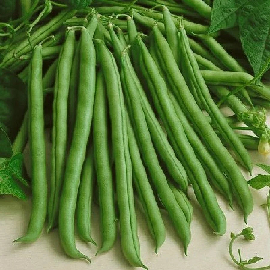 Kentucky Wonder Green Bean Seeds - Pole Variety | Non-GMO Runner Beans Snap Pea Seed 2025