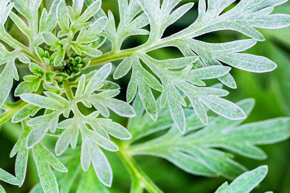 Absinthe Plant Seeds - 100 Count - Common Wormwood, Artemisia Absinthium - For Planting