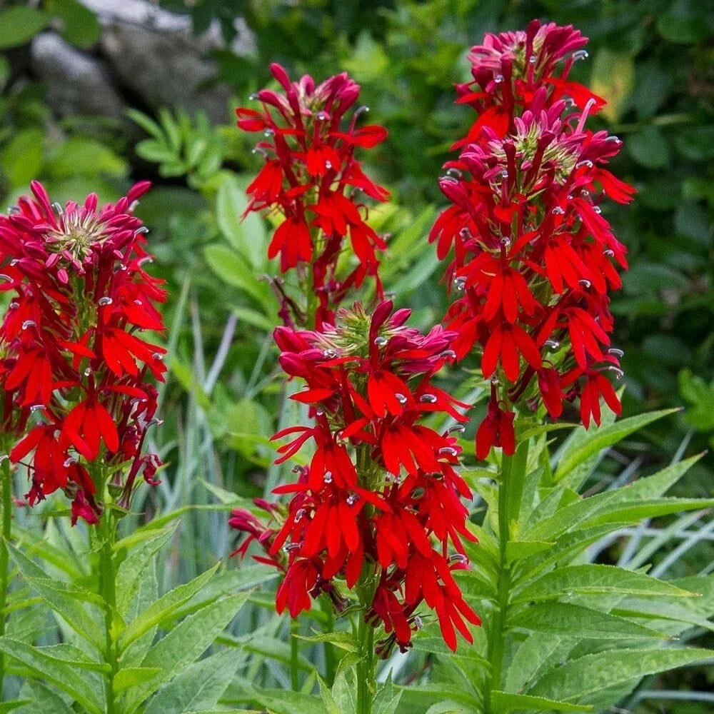Cardinal Flower Seeds, 100 Count, Red Flowers, Lobelia cardinalis, Hummingbird Attracting