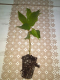 Jamaican Cherry Tree Cuttings 2-Pack Muntingia calabura Rooted Ready to Grow