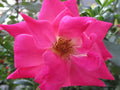 Organic Pink Rose Cuttings - 5 Ready to Root and Plant - Ideal for Home Gardens - Rosa spp.