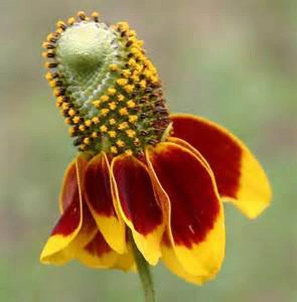 Mexican Hat Coneflower Seeds - 500+ Rare Prairie Flower Seeds - Ratibida Columnifera