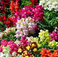 Snapdragon Seeds Mix - Maximum Potomac Variety - 100 Seeds - Antirrhinum majus