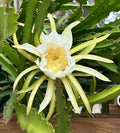 Dragon Fruit Cuttings 8-10 Inch Fresh 3 Pack, Pitaya Varieties, Hylocereus spp.