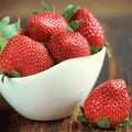 Cabot Strawberry Roots – Extra-Large Bare Root June-Bearing Plants, Fragaria × ananassa, Sweet Flavor
