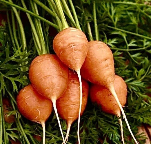 Parisian Carrot Seeds - 400+ Organic Non-GMO Vegetable Garden Seeds - Daucus carota