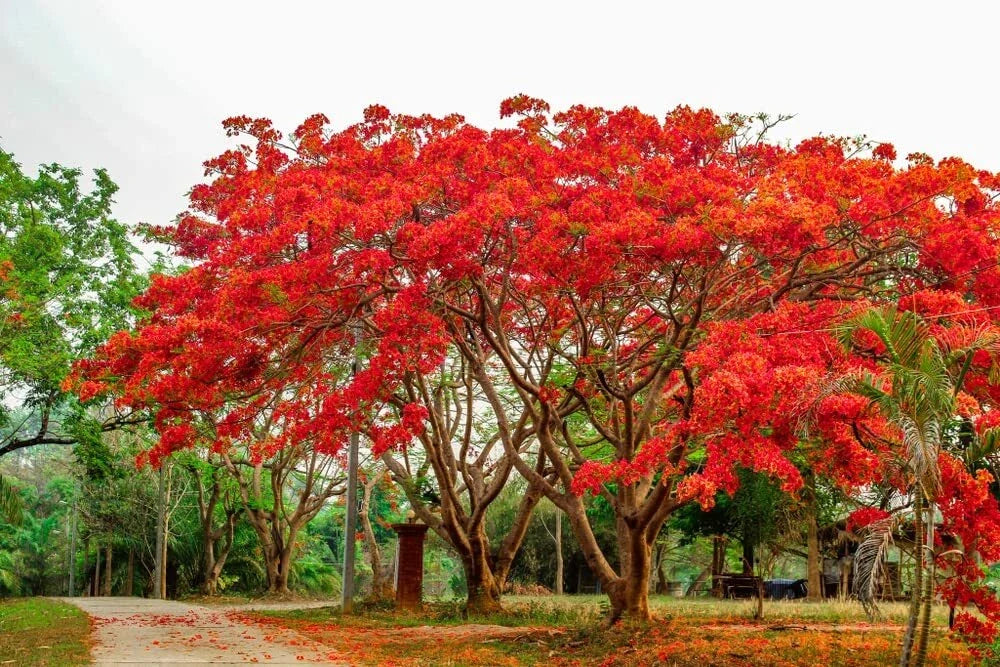 20 Seeds Delonix regia - Royal Poinciana Flamboyant Flame Tree - Tropical Ornamental Plant Seeds