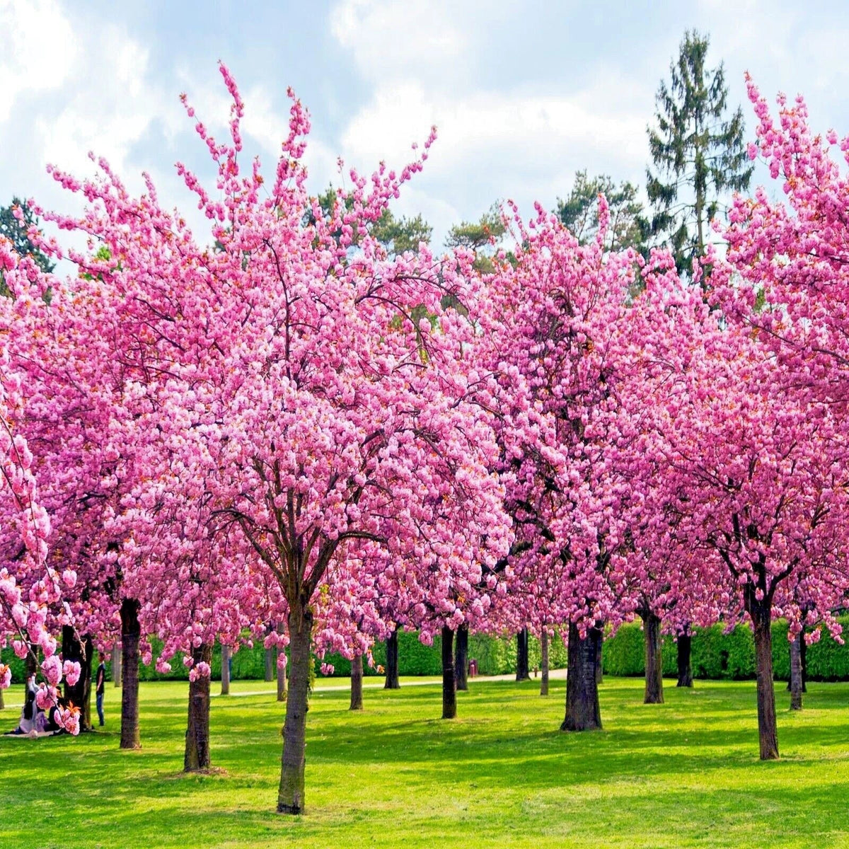 Japanese Sakura Cherry Blossom Tree Seeds - Prunus sargentii - Hardy Flowering Plant Seeds for Gardens and Landscapes