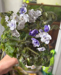 African Violet Cuttings - Shiawassee Trail, 2 Fresh Unrooted Leaves - Saintpaulia ionantha
