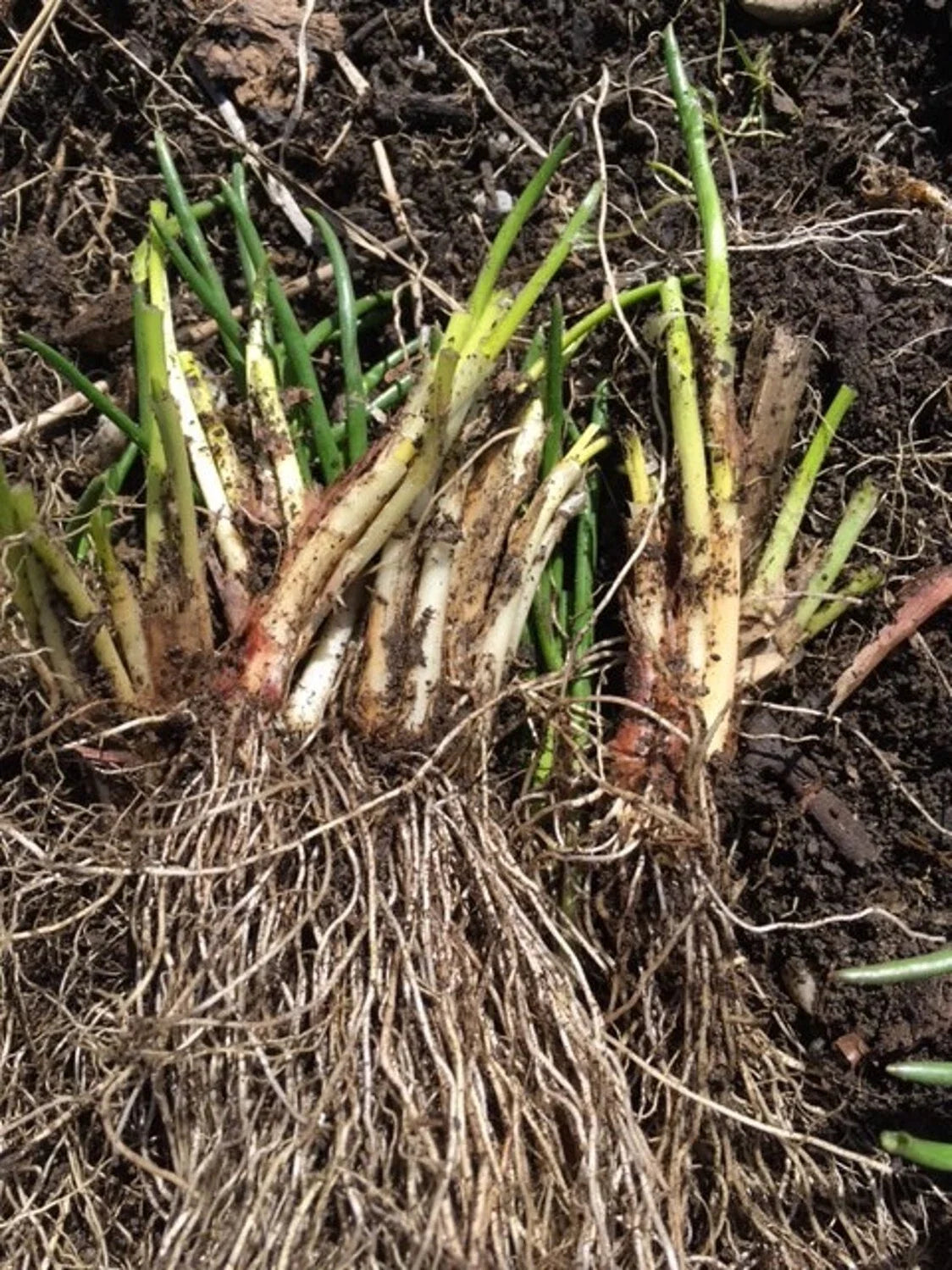 Chives Bulbs 100+ Deer Resistant Purple Flower Herb Allium Schoenoprasum Organic Vermont Raised Beds