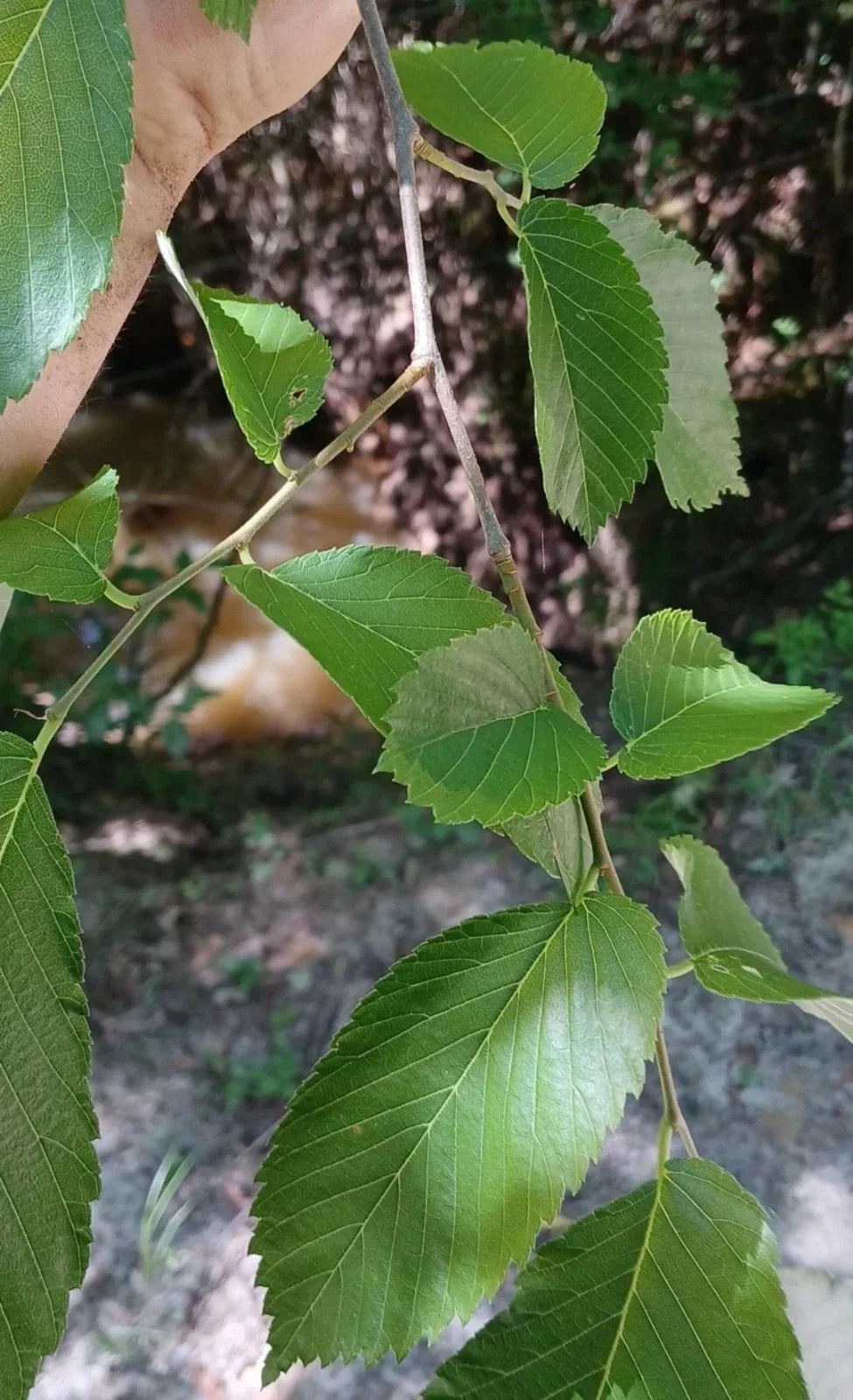 American Elm Tree Cuttings 8 Pack Non-Rooted Propagation Ulmus americana