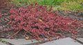 Red Carpet Sedum Live Plant Starter Clump Ground Cover Sedum spurium - Trailing Succulent, Red Foliage, Evergreen