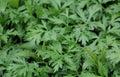 Organic Mugwort Starter Plants - 15 Health-Rooted Artemisia vulgaris - Cay Ngai Cuu -??, No Pesticides, Grown in Garden