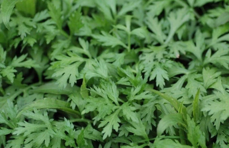 Organic Mugwort Starter Plants - 15 Health-Rooted Artemisia vulgaris - Cay Ngai Cuu -??, No Pesticides, Grown in Garden