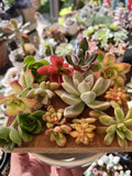 Succulent Cuttings Mixed Selection Box 30+ pcs - Assorted Varieties for Planting and Propagation - Ideal for Home Decor