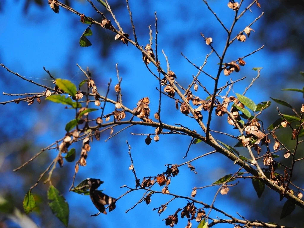 Chinese Elm Tree Seeds - 1,000+ Count - Ulmus parvifolia - Perfect for Bonsai and Landscaping