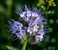 Lacy Phacelia Seeds 1,700+ | Purple Tansy Flower Seeds | Phacelia tanacetifolia