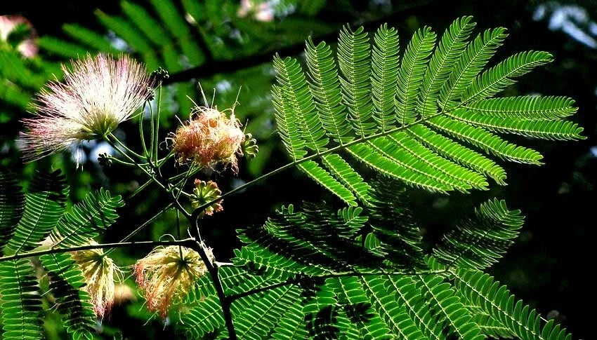 Mimosa Seeds - Persian Silk Tree Seeds - Albizia julibrissin - Fast-Growing Flowering Tree for Gardens and Landscaping