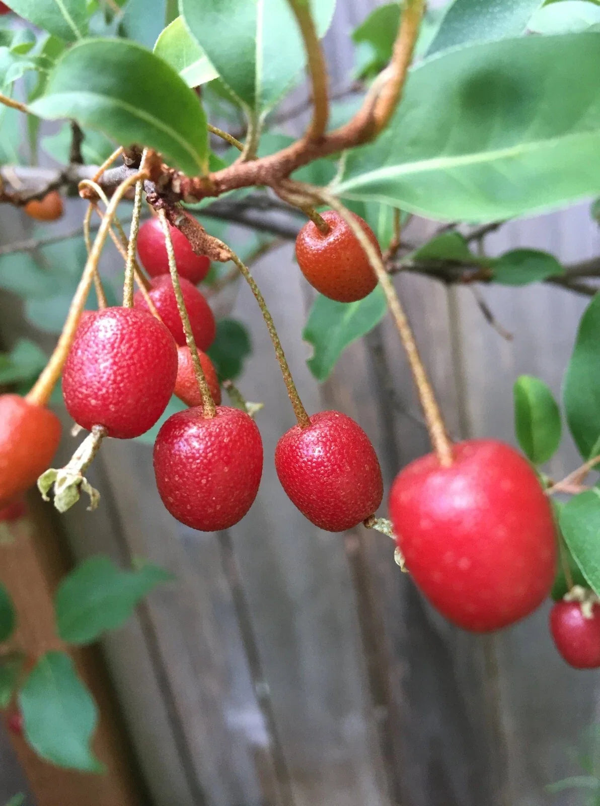 Goumi Cuttings - Four Edible Red Fruit Plants - Nitrogen Fixing Permaculture Tree - Elaeagnus multiflora