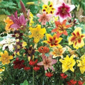 Lily Bulb Mix - All Summer Variety - Oriental, Tiger, Asiatic, Trumpet - Lilium spp. for Planting