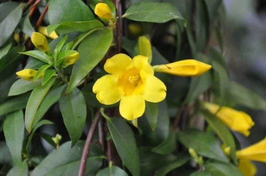 Carolina Yellow Jasmine Vine Plants 4-Pack, Climbing Gelsemium Sempervirens, Fragrant Yellow Flowers, Hummingbird Attractant