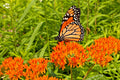 Milkweed Seeds 100 Count, Asclepias tuberosa, Orange Butterfly Weed, Easy to Grow, Native Pollinator Plant