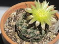 Cactus Seeds - 50+ Gymnocalycium reductum, Reductum Variety, Easy to Grow, Free Shipping