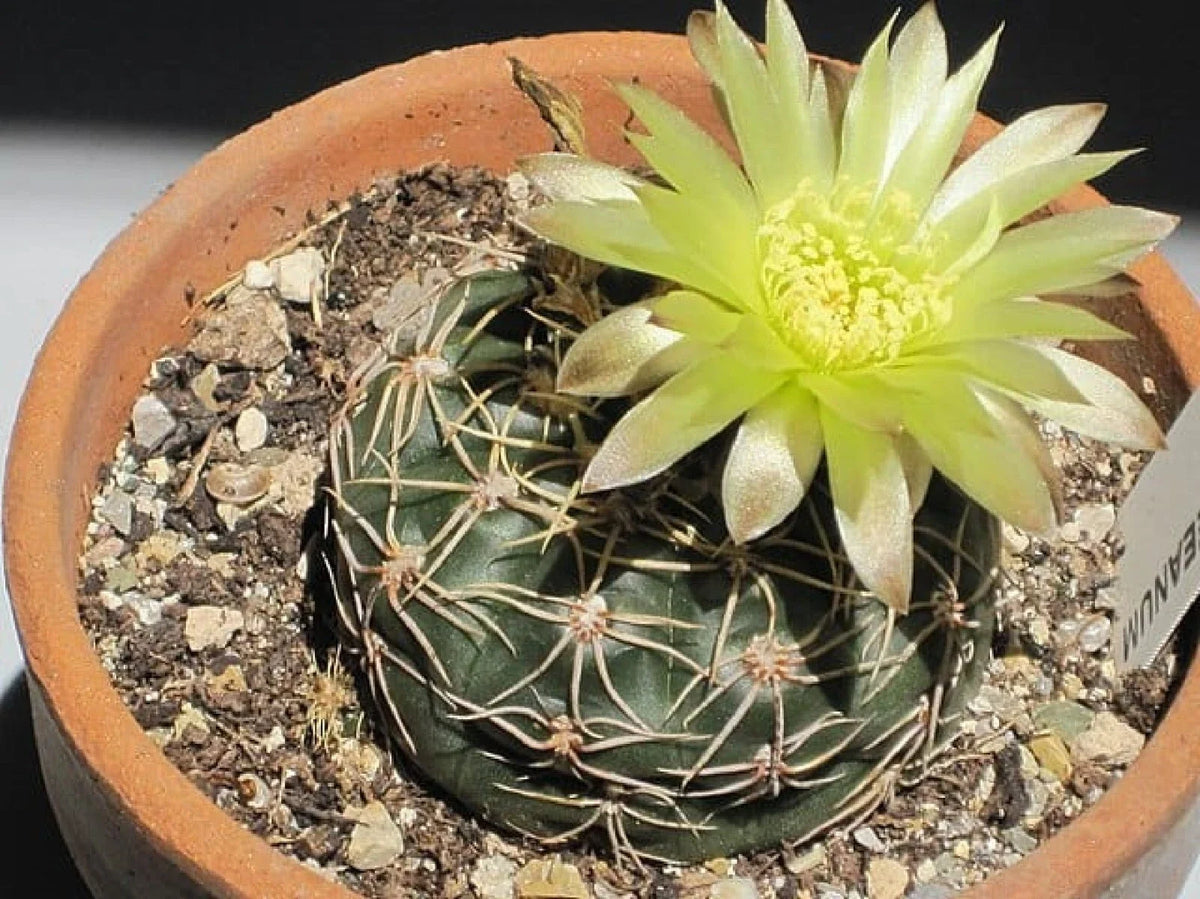 Cactus Seeds - 50+ Gymnocalycium reductum, Reductum Variety, Easy to Grow, Free Shipping