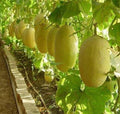 Rare Chinese Hami Melon Seeds - Large 5-7lb Fruits, Sweet & Crunchy, ??? - 20 Seeds for Home Gardening