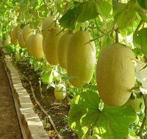 Rare Chinese Hami Melon Seeds - Large 5-7lb Fruits, Sweet & Crunchy, ??? - 20 Seeds for Home Gardening