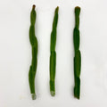 Rhipsalis paradoxa Cuttings - Unique Cactus Variety for Indoor Gardening - Exotic Houseplant Decor