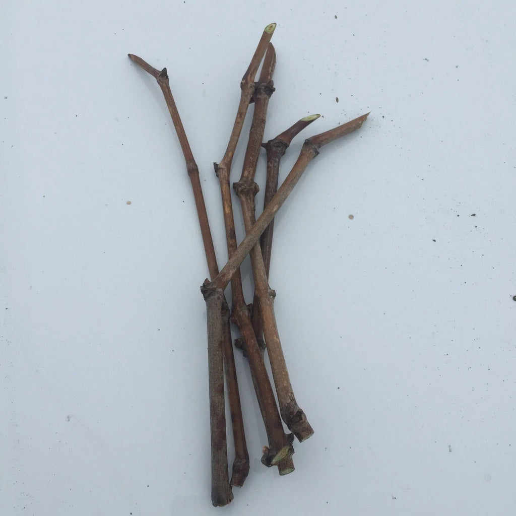 Japanese Kyoho Grape Cuttings – 6 Unrooted Vitis vinifera × Vitis labrusca for Propagation