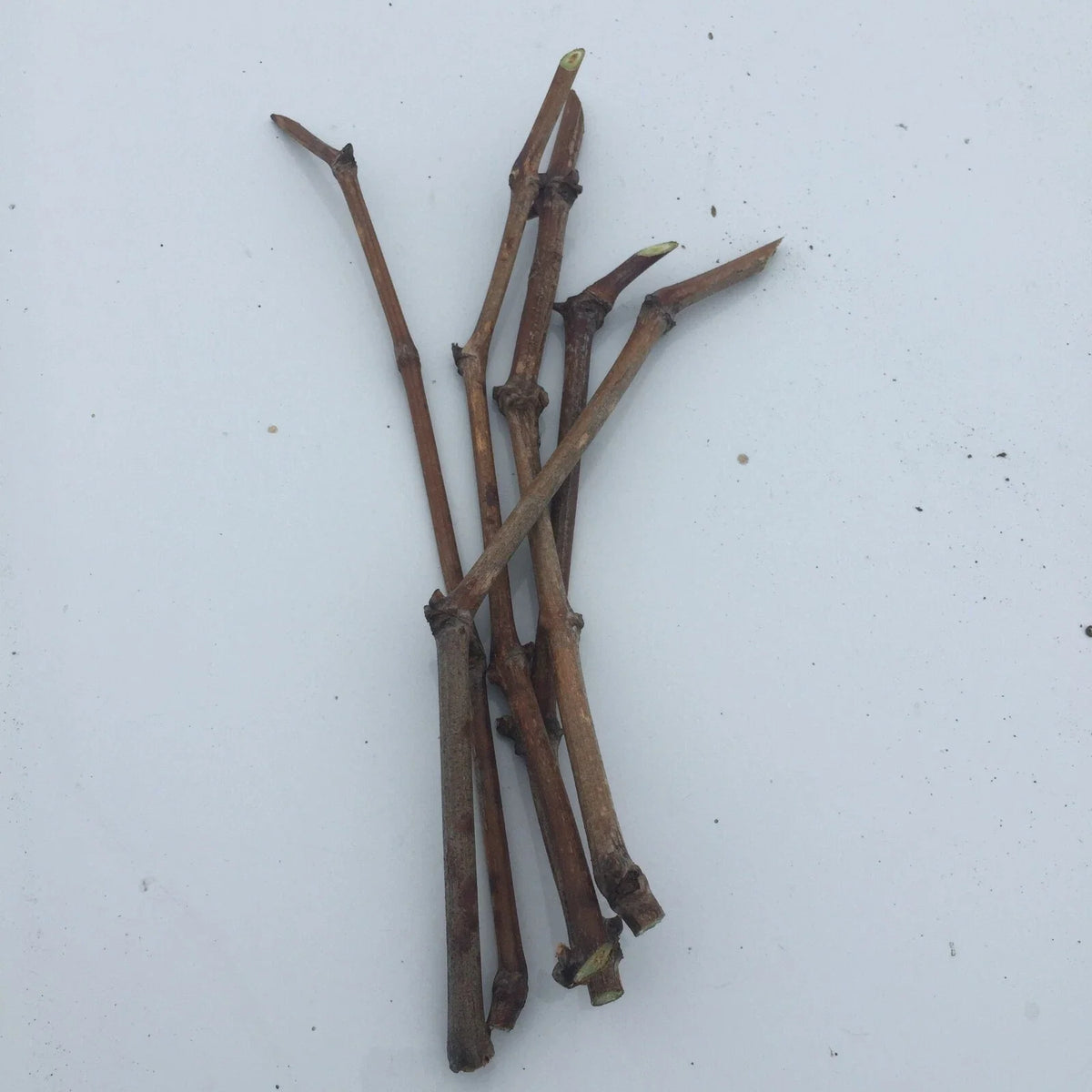 Japanese Kyoho Grape Cuttings – 6 Unrooted Vitis vinifera × Vitis labrusca for Propagation
