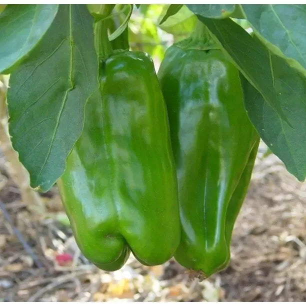 Big Bertha Sweet Pepper Seeds - 30+ Non-GMO Heirloom Seeds - Capsicum annuum