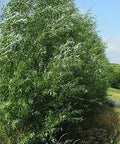 Big Aussie Privacy Hybrid Willow Trees - 2 Feet Tall, 1-2 Inches Thick - Salix x. 'Austree' - Ideal for Screening and Privacy