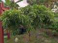 Mango Scion Grafting Cuttings - 3 Rosigold Bud Wood for Grafting - Tropical Fruit Trees - Mangifera indica