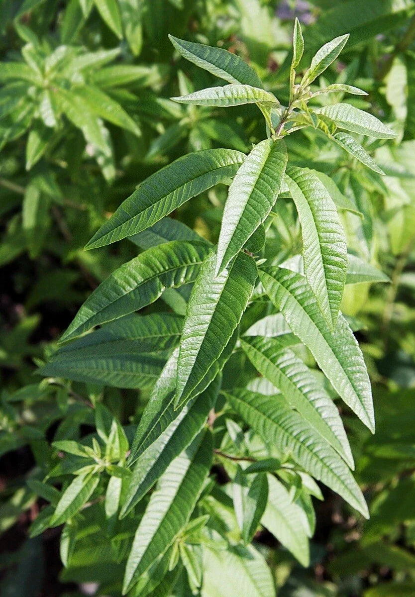 Organic Lemon Verbena Plant (Aloysia citrodora) – Live Bareroot Starter Plant