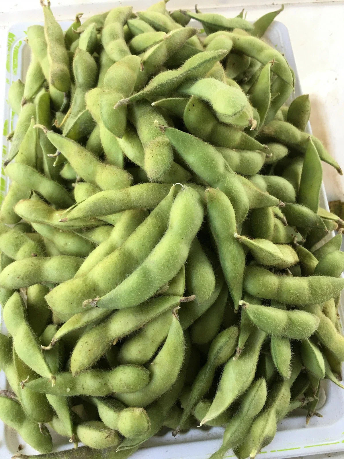 Midori Giant Edamame Seeds - 40 Pack - Japanese Soybeans - Glycine max