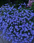 Blue Daisy Plant, 8” Pot, Perennial, Asteraceae, 12x12x8 Big Blooming Flower