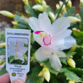 Holiday Cactus 4" White Youp Schlumbergera Truncata Thanksgiving Cactus
