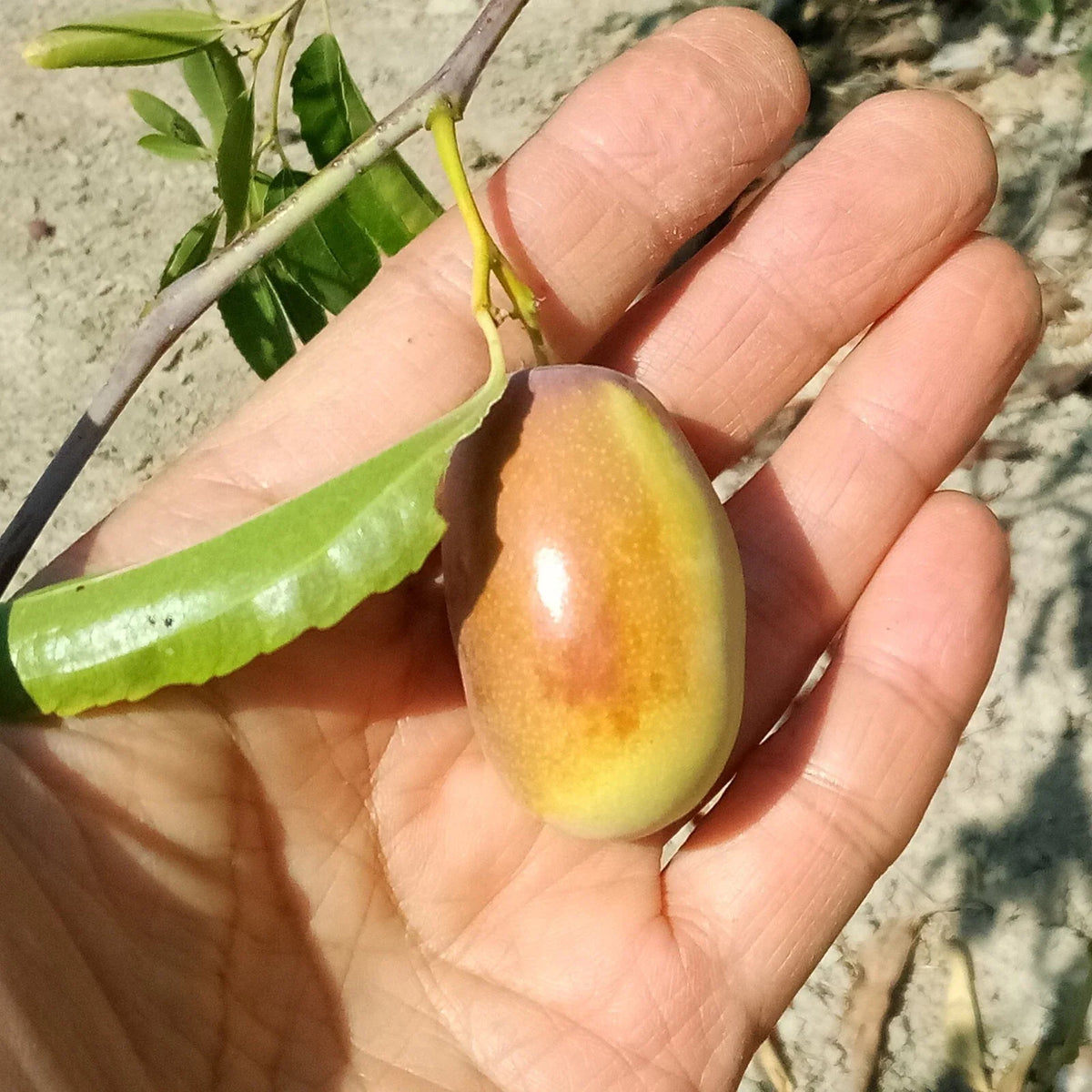 Ant Admire Jujube Tree Cuttings 8" Thin Graft Scion Wood - Ziziphus jujuba