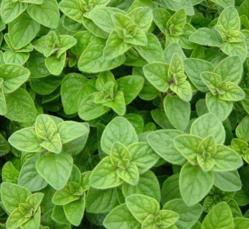 Italian Oregano Seeds 2000+ Culinary Herbs Spice Non-GMO Garden Seed (Origanum vulgare)