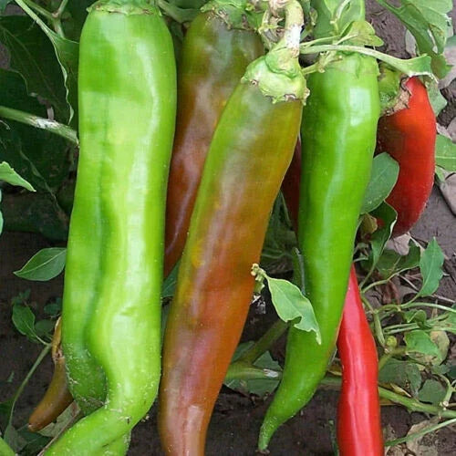Big Jim Hot Pepper Seeds, Organic Non-GMO, 30 Count, Capsicum annuum, Hot-Medium Variety, 12-Inch Length